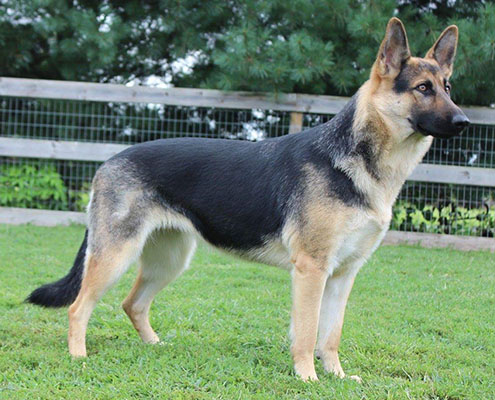 Silverback 2024 german shepherd