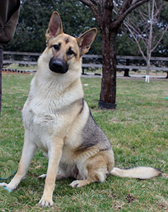 Blonde sable hot sale german shepherd