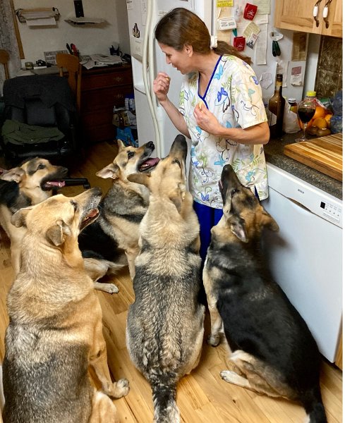 German Shepherds of Sugar Creek Farms treats for us